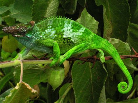 crazy chameleons|camouflage chameleons.